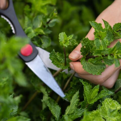 Closeup of hands trimming a sprig of mint from the plant.