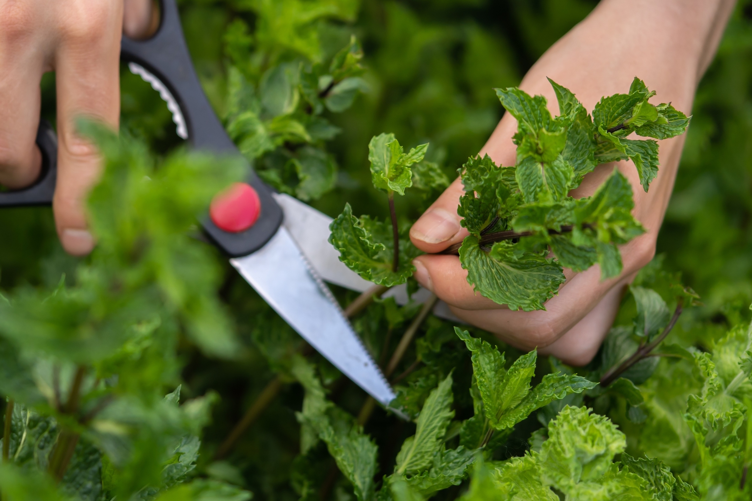 Closeup of hands trimming a sprig of mint from the plant.