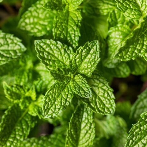 Mint plant