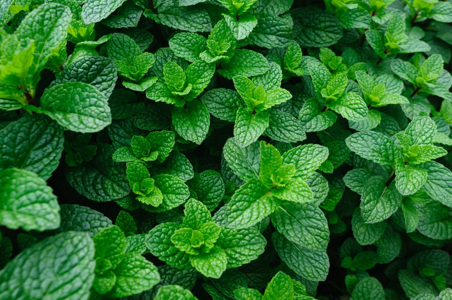 Mint plant