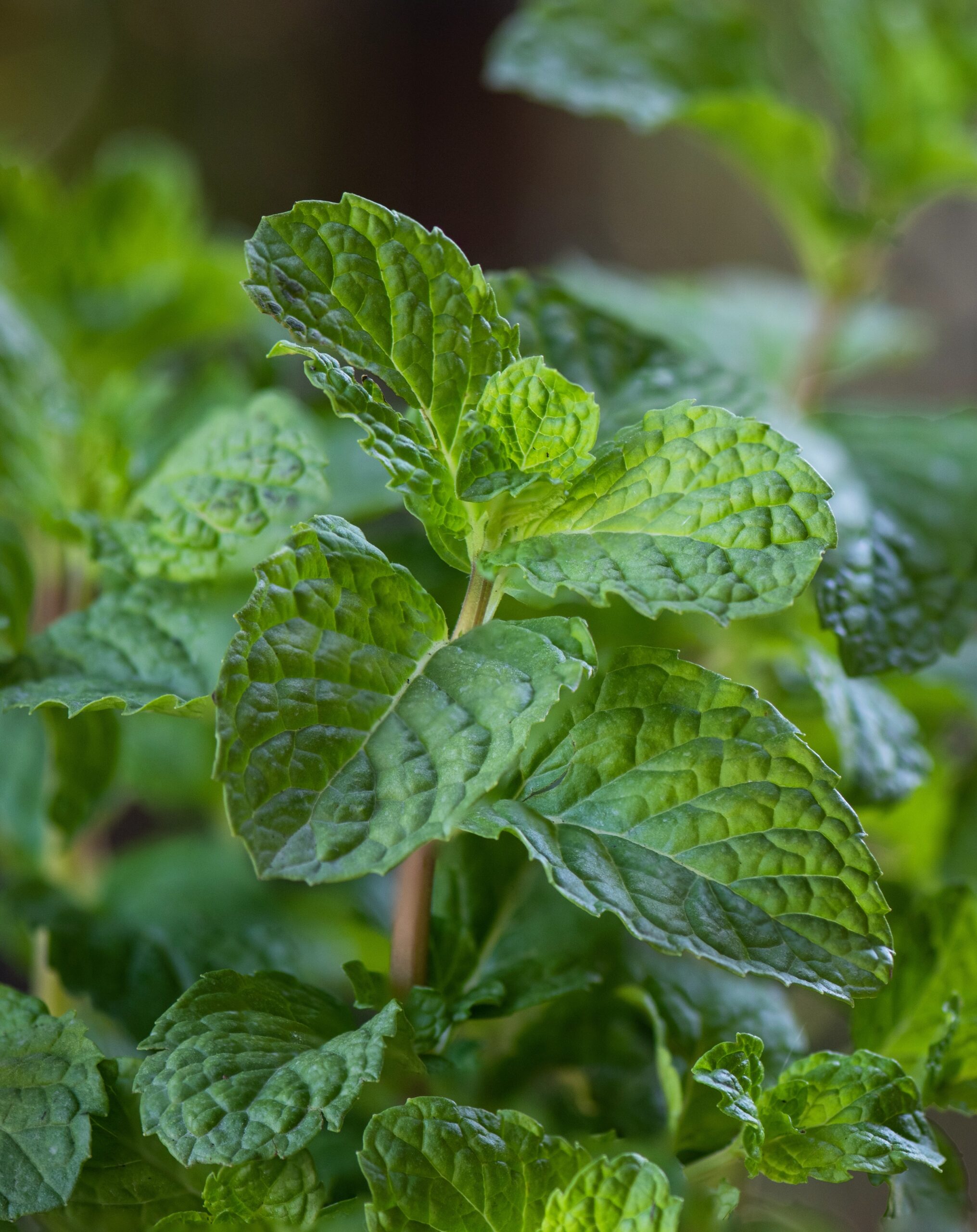 Mint plant