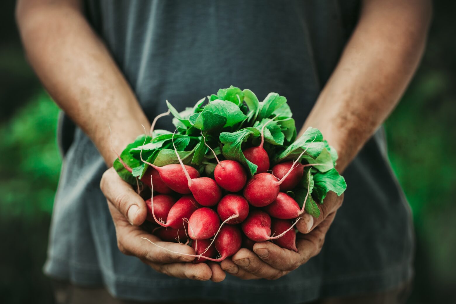 Closeup of a person holding a bunch of radishes.