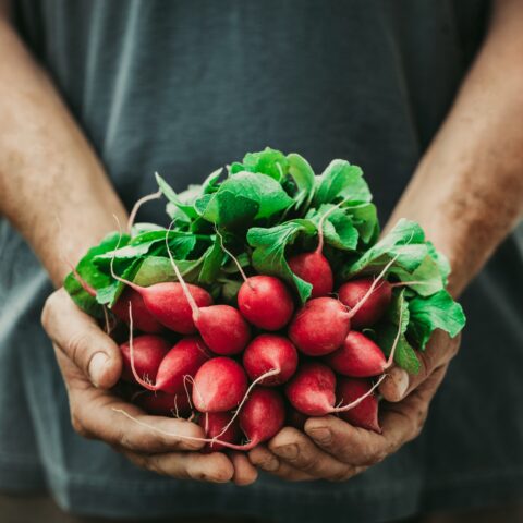 Closeup of a person holding a bunch of radishes.